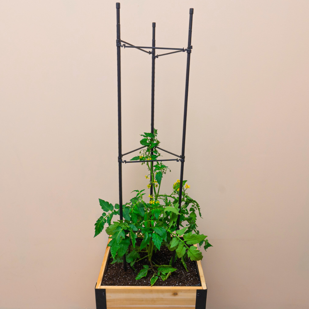 Vegetable Cage